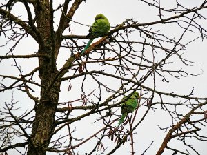 Halsbandsittiche neu.jpg