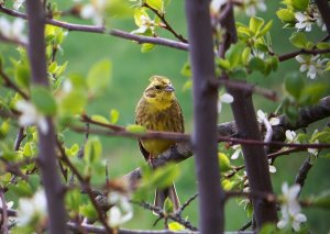 200417 Goldammer.jpg