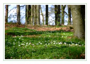 waldblümchen_mit_rand.JPG