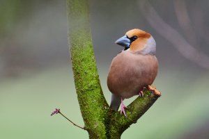 Web_DSC_6472_ISO3200_1-400 s_500 mm f-5.6.jpg