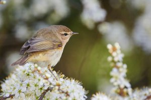 Web_DSC_6652_ISO3200_1-1250 s_500 mm f-5.6.jpg