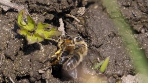 Mini_P1011315.jpg Mini_P1011315.jpg