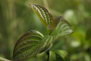 DP2m+4_Blende 2.8.JPG