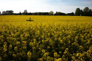 Für Fotoforum-2.jpg