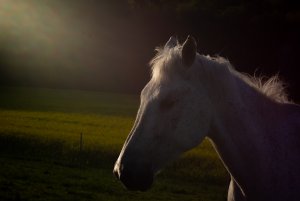 Für Fotoforum-4.jpg