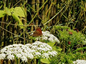 brauner Waldvogel-gr.Ochsenauge b.jpg