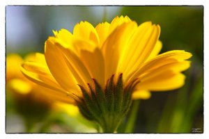 Blume Frame 2.jpg Blume Frame 2.jpg