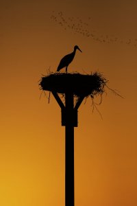 Storch silh.jpg