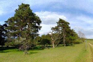 XP2D9055_stitch.jpg XP2D9055_stitch.jpg