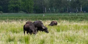 IMGP7698.jpg IMGP7698.jpg