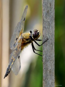 2020-05-21 08-35-19 (B,Radius8,Smoothing4).jpg