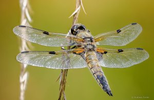 2020-05-21 14-15-33 (B,Radius8,Smoothing4).jpg