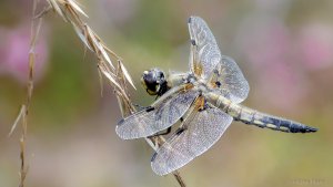 2020-05-22 09-47-21 (B,Radius50,Smoothing4).jpg