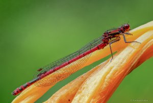 2020-05-24 13-45-35 (B,Radius8,Smoothing4)-Bearbeitet.jpg