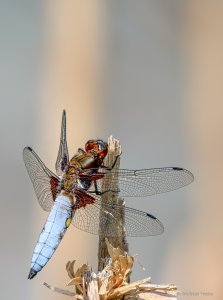 2020-05-26 18-06-46 (A,Radius8,Smoothing4).jpg