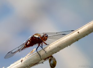 2020-05-27 18-50-22 (A,Radius8,Smoothing4).jpg