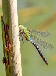 2020-05-27 21-09-09 (A,Radius8,Smoothing4).jpg