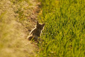 fuchswelpen.jpg fuchswelpen.jpg