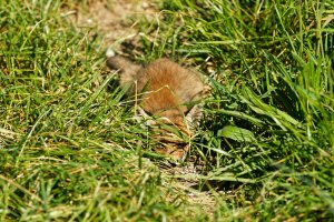 Fuchswelpe 2.jpg Fuchswelpe 2.jpg