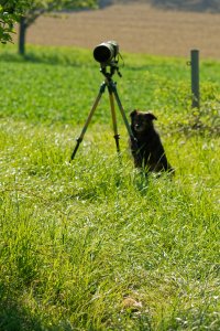 Fuchswelpe 3.jpg Fuchswelpe 3.jpg