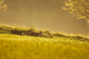 Fuchsmama.jpg Fuchsmama.jpg