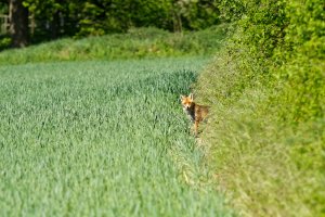 Fuchsmama 1.jpg Fuchsmama 1.jpg