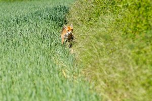 Fuchsmama 2.jpg Fuchsmama 2.jpg