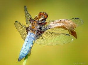 2020-05-31 15-38-10 (A,Radius8,Smoothing4).jpg