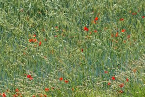 fb DSC04332tw Nex5r + Tair 4,5 300mm (c) PPf.jpg