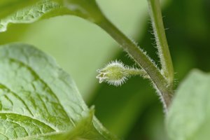 SDQ_2133_.jpg SDQ_2133_.jpg