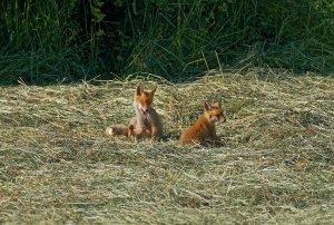 Fuchswelpen.jpg