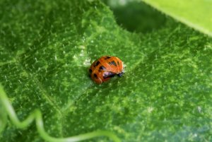 comp_IMG_4992.jpg comp_IMG_4992.jpg