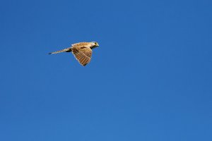 Falco tinunculus 1.jpg