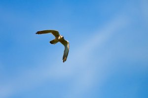 Falco tinunculus 2.jpg