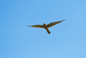 Falco tinunculus 3.jpg