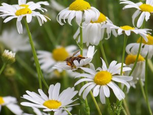 Margeriten mit Biene2.jpg