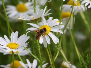 Margeriten mit Biene1.jpg