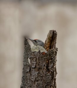 _MG_3904.jpg _MG_3904.jpg