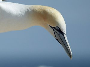 151 Helgoland 2020 - crop-1 .jpg