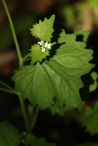 SAM_0080_kl.JPG SAM_0080_kl.JPG