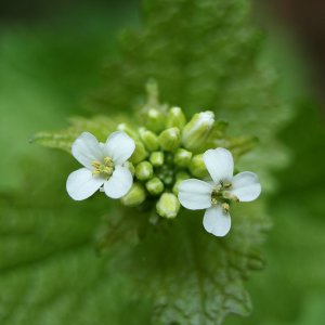 SAM_0276.JPG SAM_0276.JPG