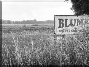 Blumen sind alle.JPG