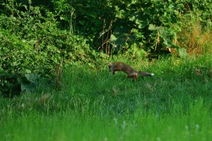 Fuchswelpe.jpg Fuchswelpe.jpg