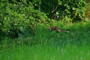 Fuchswelpe 2.jpg Fuchswelpe 2.jpg