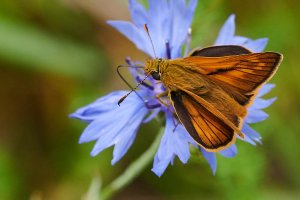 Web_DSC_7770_ISO3200_1-400 s_100 mm f-2.8.jpg