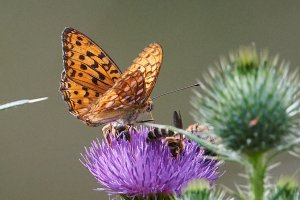 WebQ82_DSC_1610_ISO3200_1-1600 s.jpg