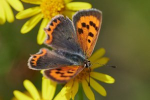 WebQ82_DSC_1874_ISO3200_1-6500 s.jpg