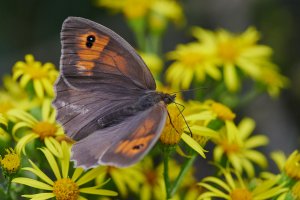 WebQ82_DSC_2087_ISO3200_1-1600 s.jpg