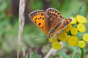 WebQ82_DSC_1887_ISO3200_1-1250 s.jpg