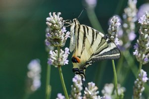 WebQ82_DSC_3148_ISO3200_1-4000 s.jpg